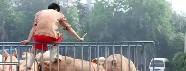 猪肉价格上涨对生猪养殖生产响