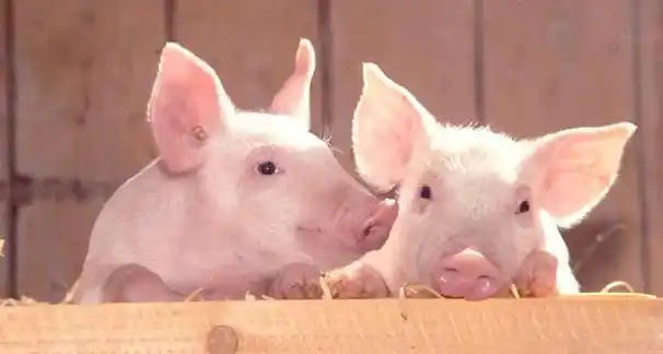 猪肉价格上涨对生猪养殖生产响