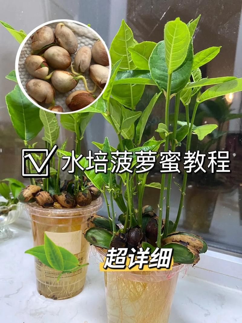 Wood pineapple cultivation technology