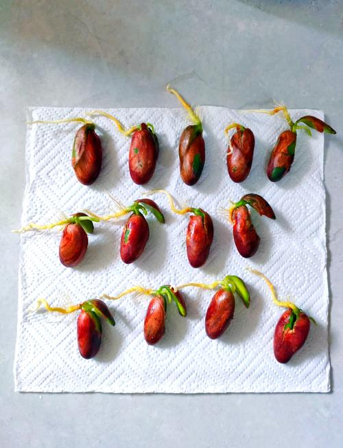 Wood pineapple cultivation technology