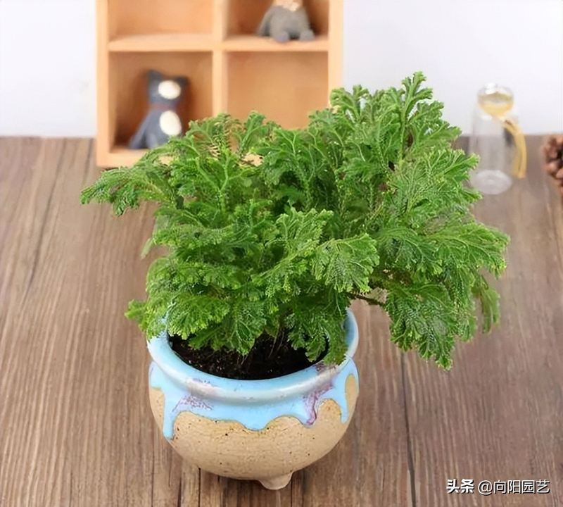 Voltage cultivation methods