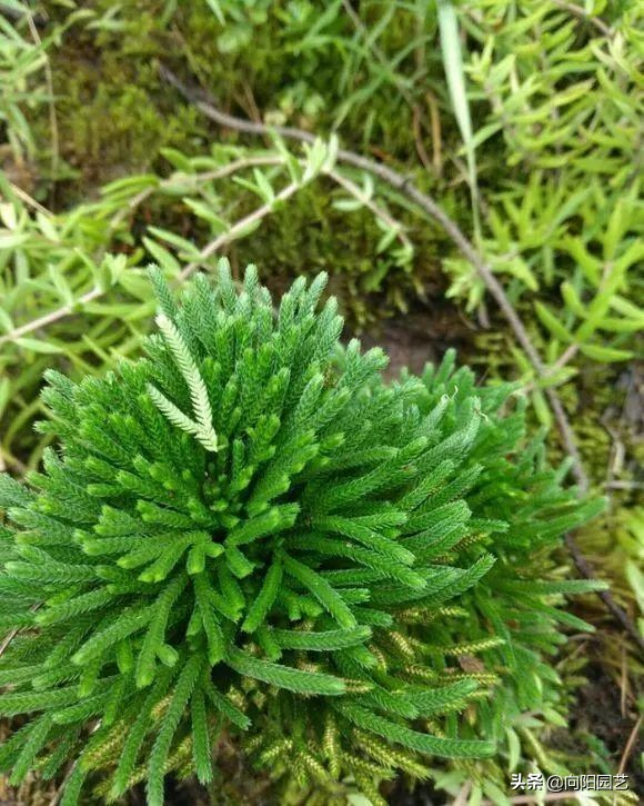 Voltage cultivation methods