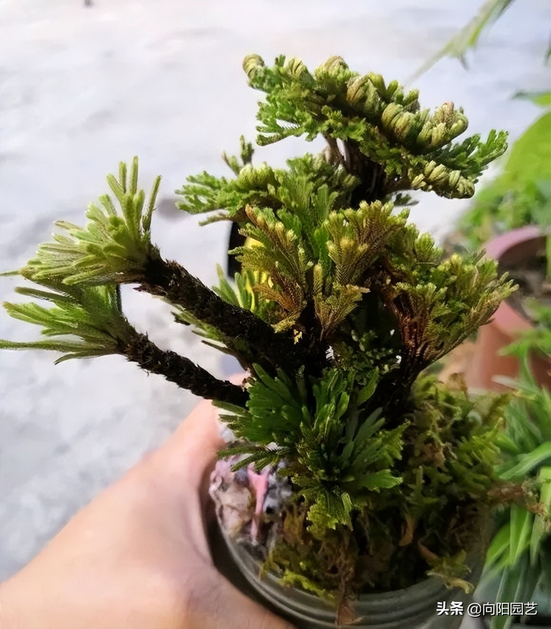 Voltage cultivation methods