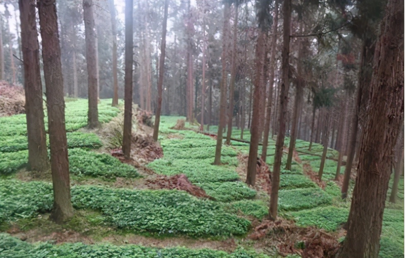 速生法桐种植技术