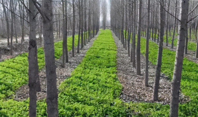 速生法桐种植技术