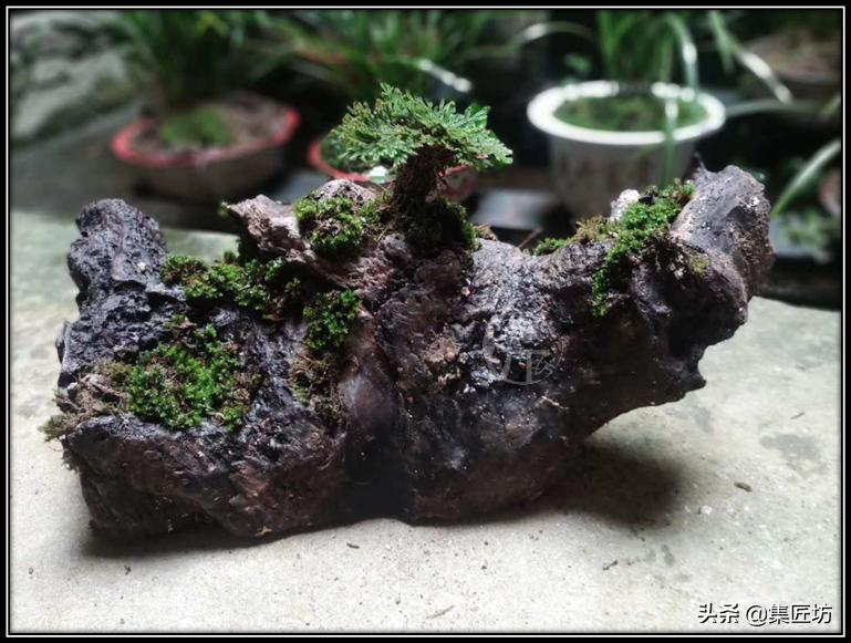 Voltage cultivation methods