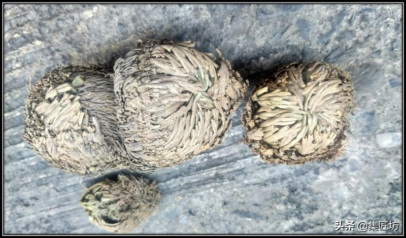 Voltage cultivation methods