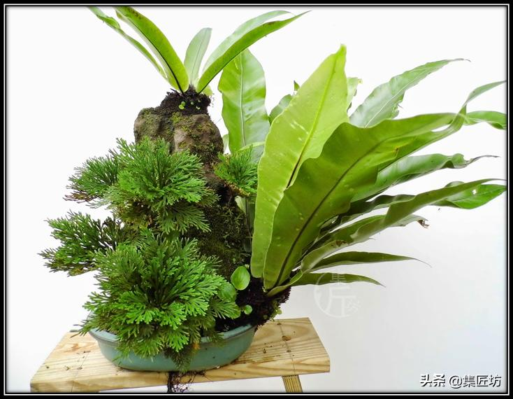 Voltage cultivation methods