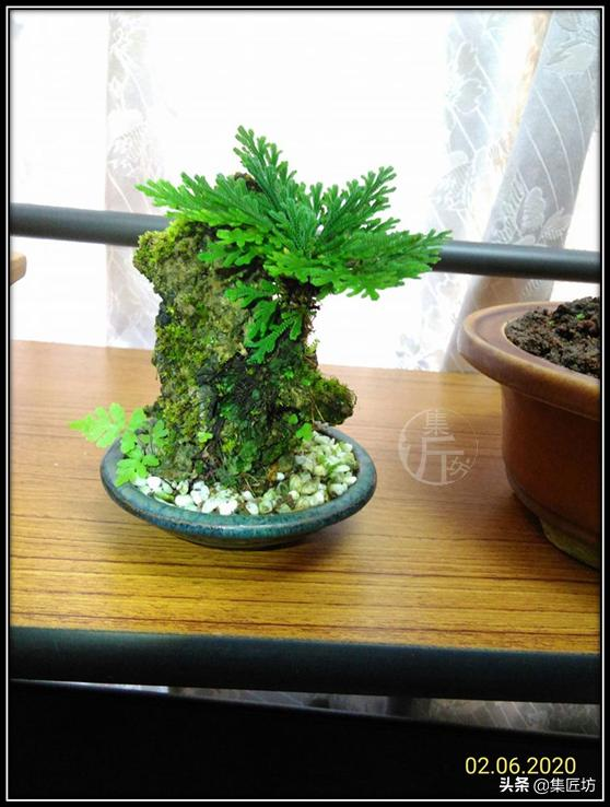 Voltage cultivation methods