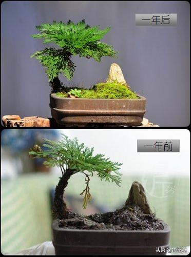 Voltage cultivation methods