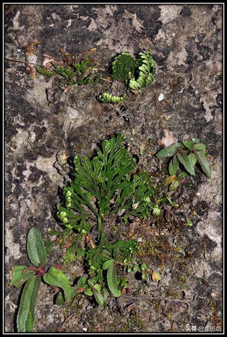 Voltage cultivation methods