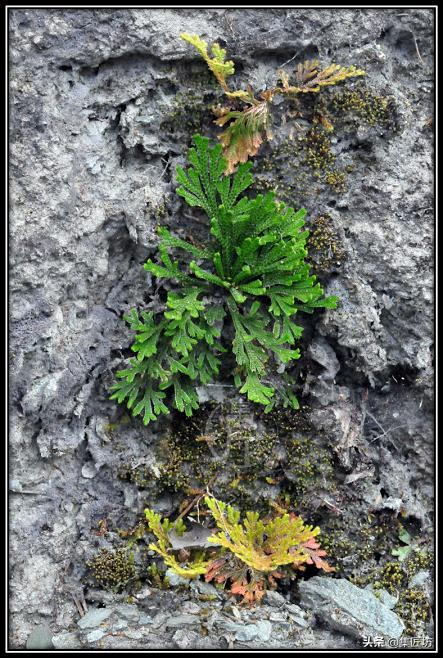 Voltage cultivation methods