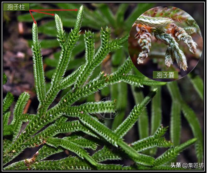 Voltage cultivation methods