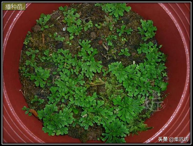 Voltage cultivation methods