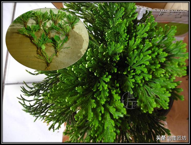 Voltage cultivation methods