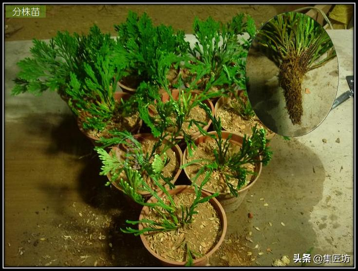 Voltage cultivation methods