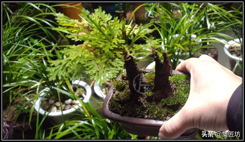 Voltage cultivation methods