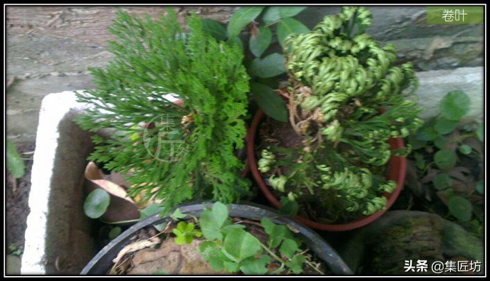 Voltage cultivation methods