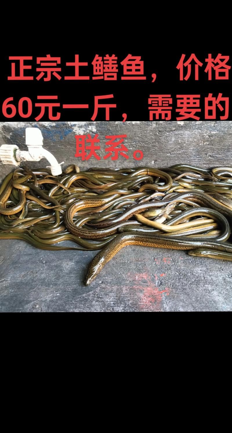 武汉收购鳝鱼价格