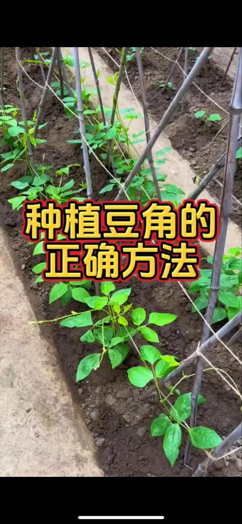 Time and method of growing longbeans