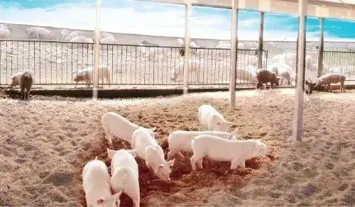 猪肉价格上涨对生猪养殖生产响