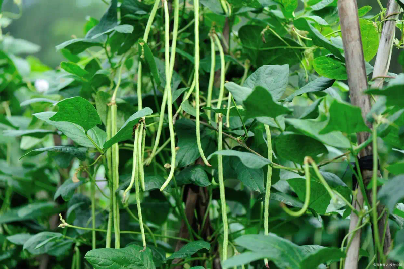 Time and method of growing longbeans