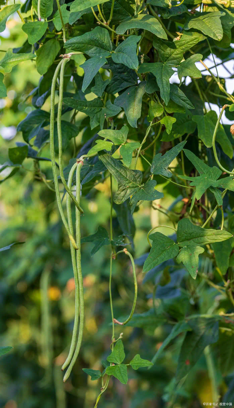 Time and method of growing longbeans