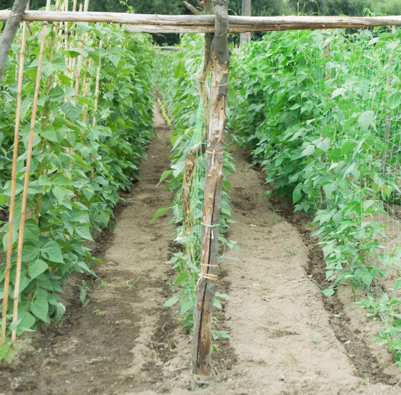 Time and method of growing longbeans