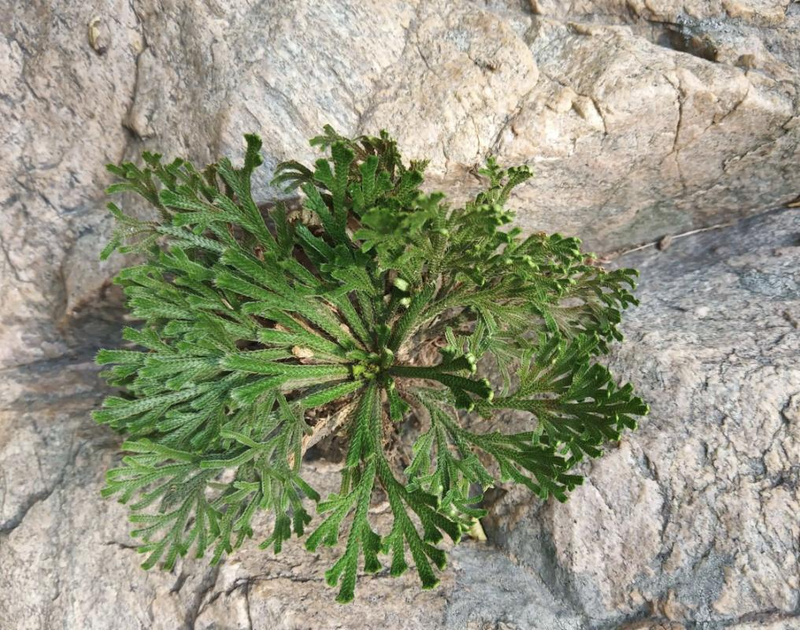 Voltage cultivation methods