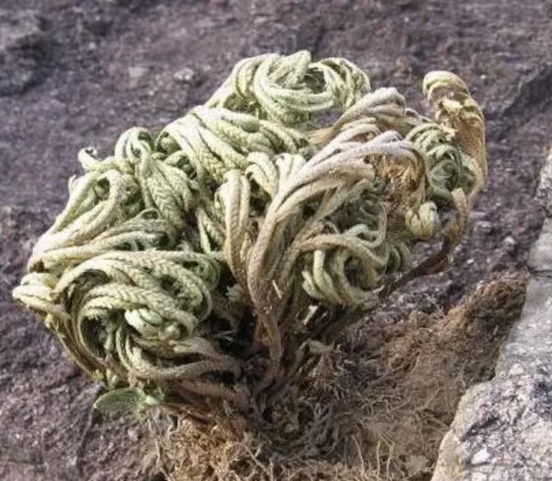 Voltage cultivation methods