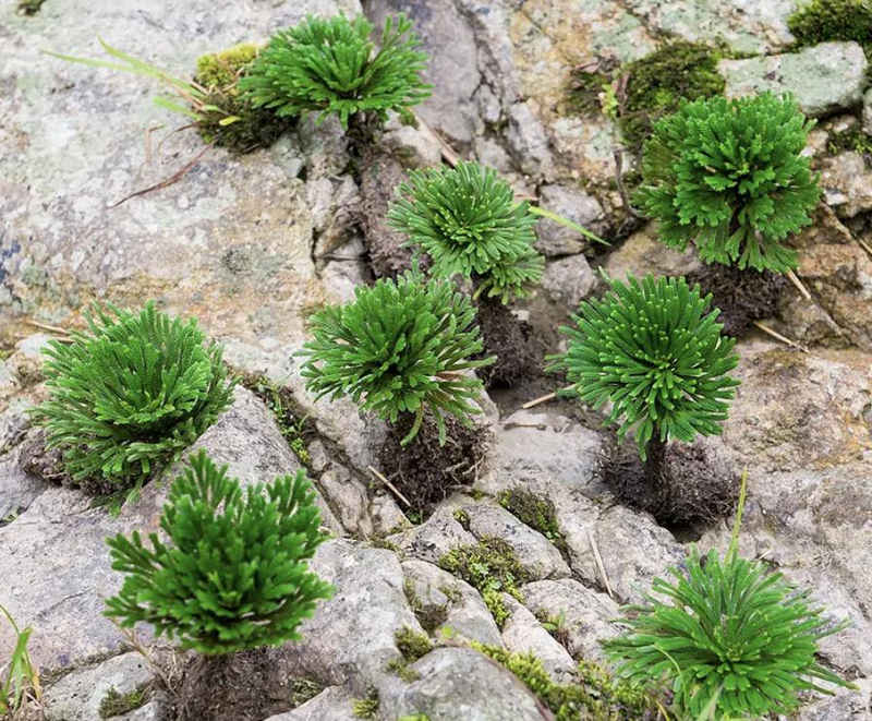 Voltage cultivation methods