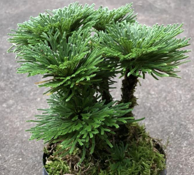 Voltage cultivation methods