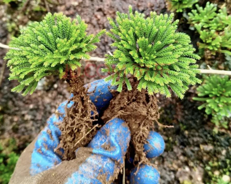 Voltage cultivation methods