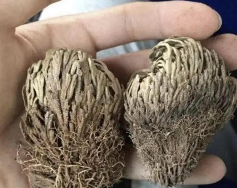 Voltage cultivation methods