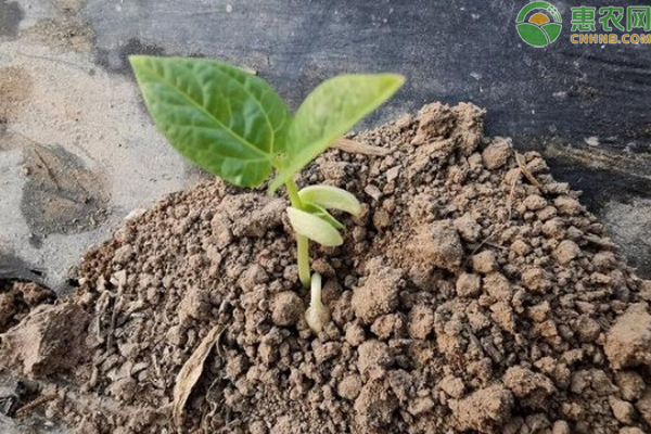 Time and method of growing longbeans