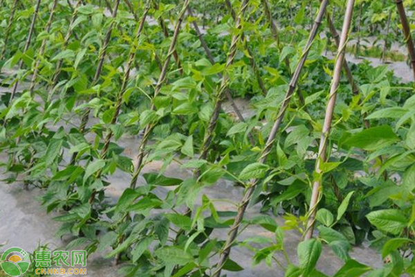 Time and method of growing longbeans