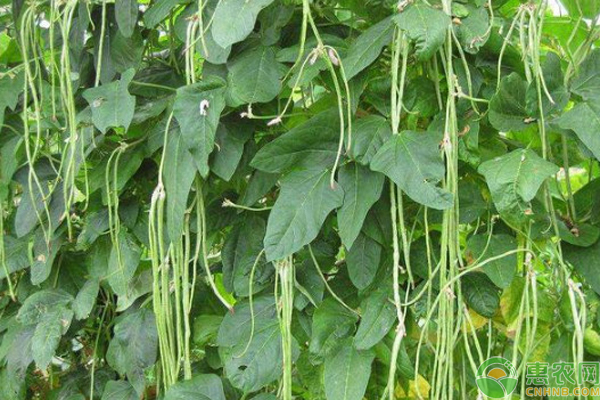 Time and method of growing longbeans