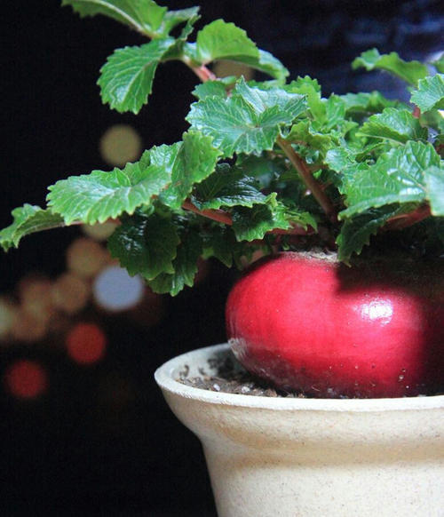 Pictures of the methods used to grow the cuisine