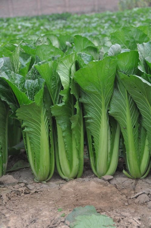 Pictures of the methods used to grow the cuisine