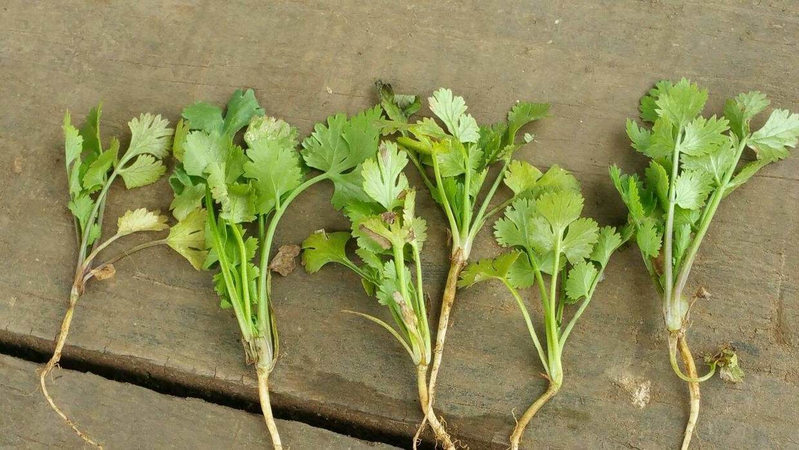 Pictures of the methods used to grow the cuisine