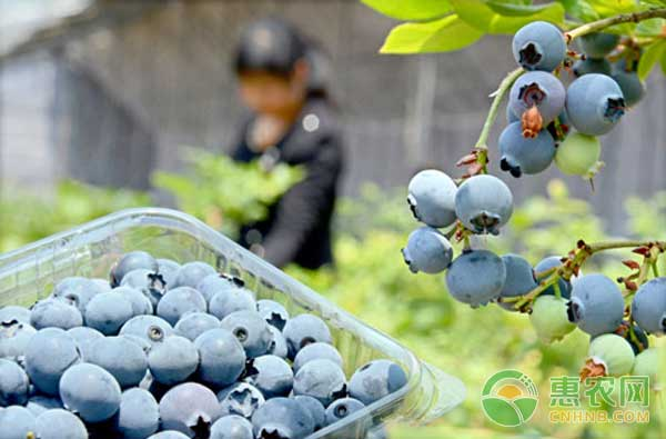 What are the techniques for blueberries