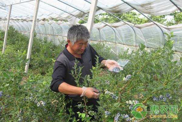 What are the techniques for blueberries