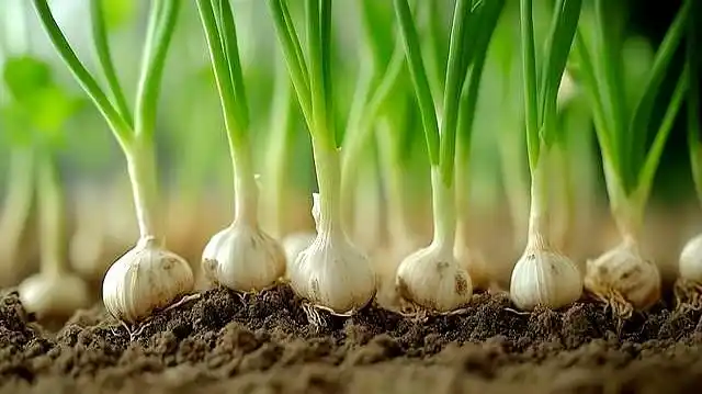 Northeast spring garlic growing technology