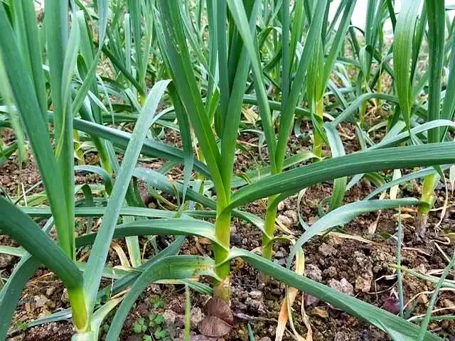 Northeast spring garlic growing technology