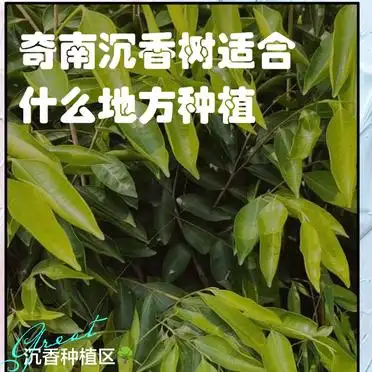 A video of the art of fragrance tree planting