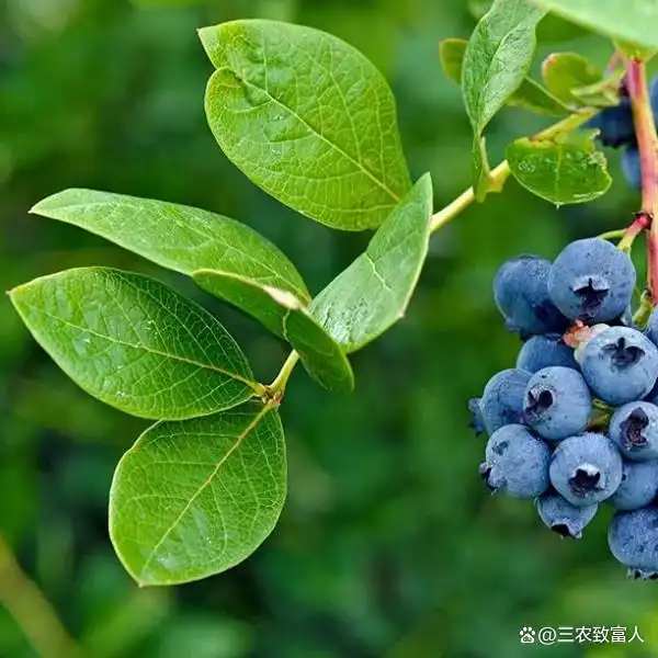 蓝莓种植技术有哪些