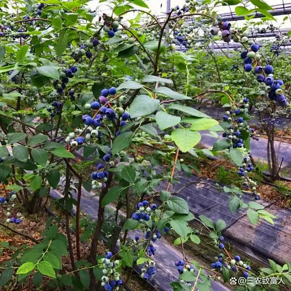 蓝莓种植技术有哪些