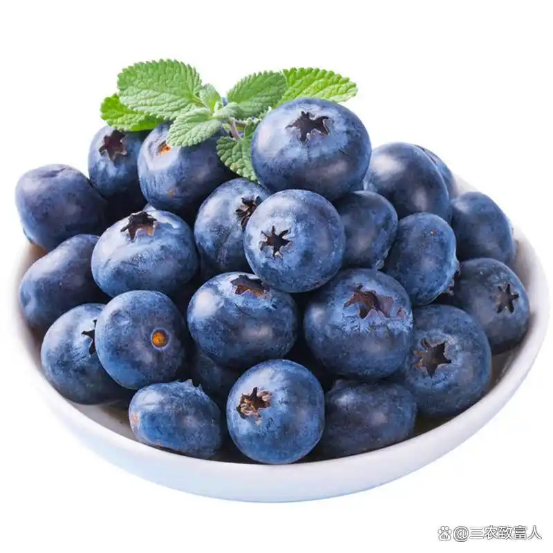 蓝莓种植技术有哪些