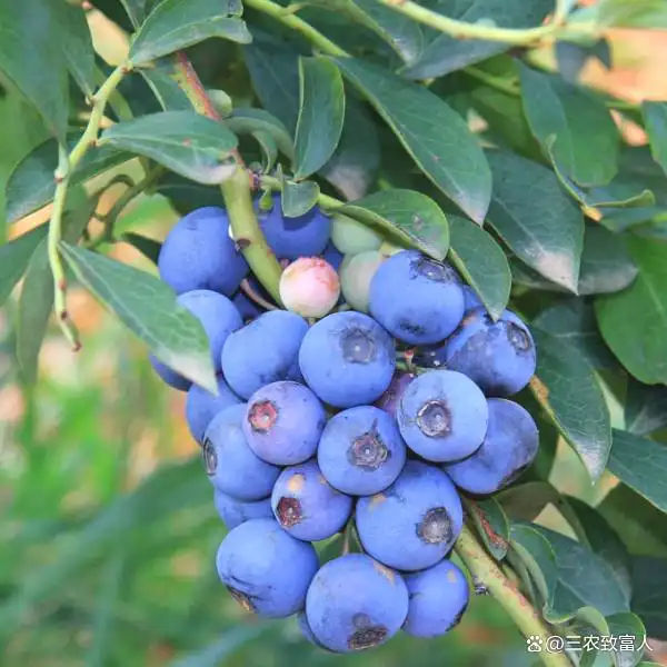 蓝莓种植技术有哪些