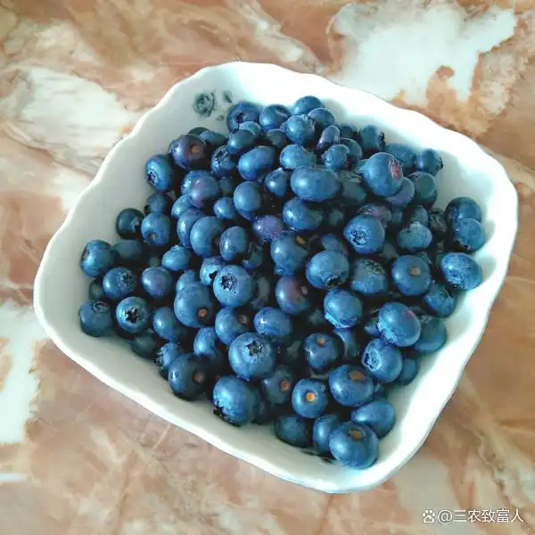 蓝莓种植技术有哪些